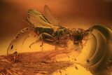 Fossil Wasp (Hymenoptera) In Baltic Amber #120595-1